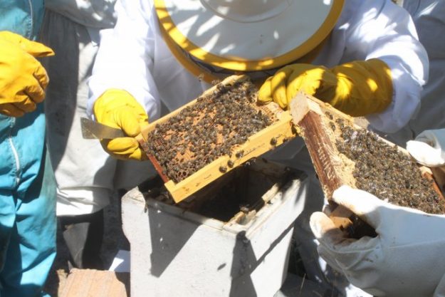 Apisantos 14CursoApicola011