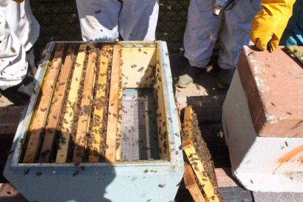 Apisantos 14CursoApicola012