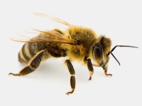 apisantos corpoAbelha