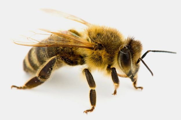 apisantos corpoAbelha