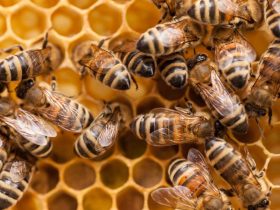 apisantos comunicacao