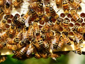 apisantos comunidade apisantos comunidade