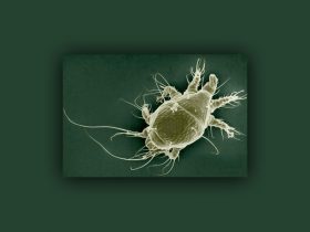 apisantos epragas Acarapisose