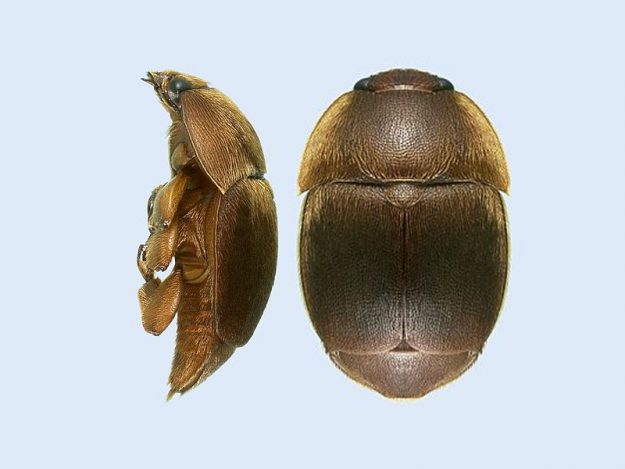 apisantos epragas Aethinose apisantos epragas Aethinose