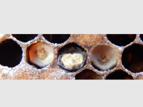 apisantos epragas ascosferiose