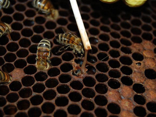 apisantos epragas loqueamericana apisantos epragas loqueamericana