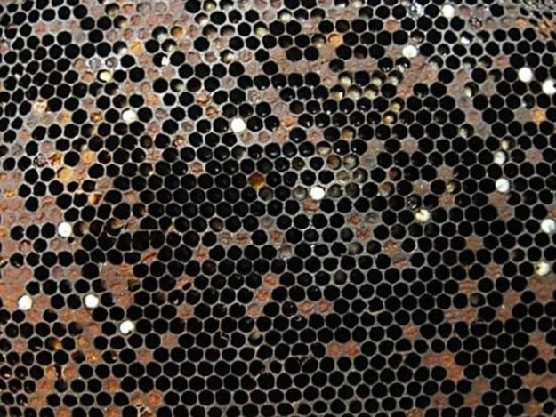 apisantos epragas loqueeuropeia apisantos epragas loqueeuropeia