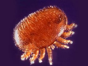 apisantos epragas varrose