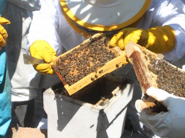 apisantos manuseamento