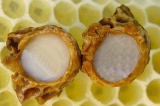 apisantos truques geleia real apisantos truques geleia real