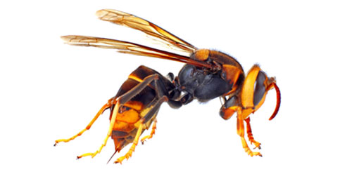 vespa asiatica vespa asiatica